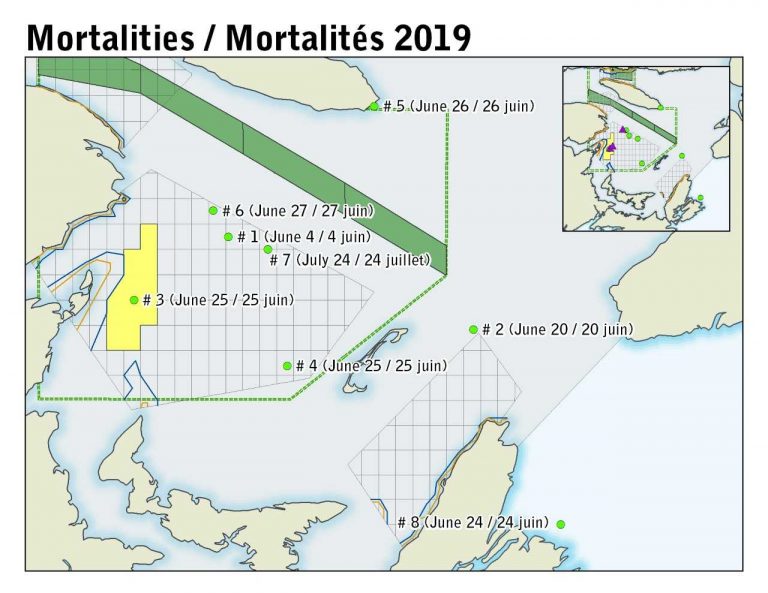 Two More North Atlantic Right Whale Deaths | Country 94